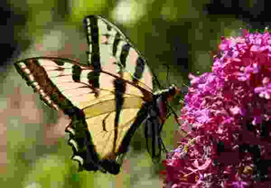 butterfly