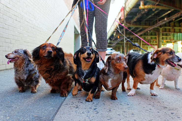 iOS Developer Camp: The Dog House