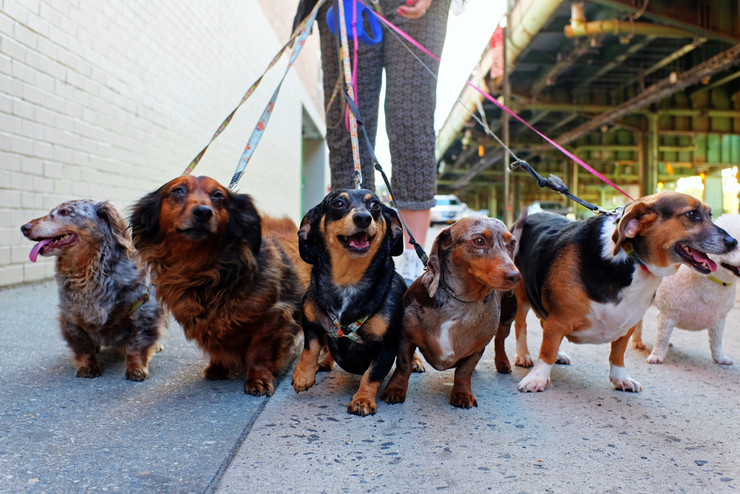 iOS Developer Camp: The Dog House
