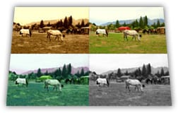 Create Image Effects and Filters by Using Cloud-Based API